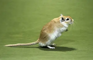 Mongolian Gerbil Standing Art Prints, Posters Puzzles