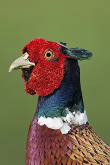 British Wildlife Photos Prints: Pheasant (Phasianus colchicus)
