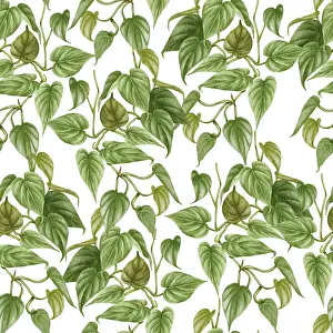 Seamless Pattern Design Prints: Philodendron seamless pattern