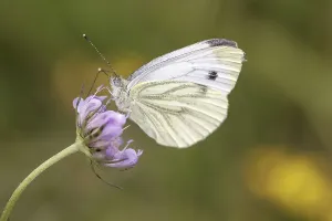 Prints of Pieris napi, RapsweiBling, Grunader-WeiBling, GrunaderweiBling auf einer Skabiosen-Blute - Pieris napi, known as Green-veined white, Green veined white butterfly on a scabious flower Pieris napi Green-veined White Prints: Green-veined White Butterfly Print on Scabious Flower