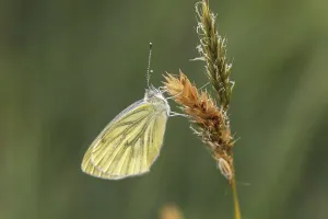 Prints of Pieris napi, RapsweiBling, GrunaderweiBling (2. Generation) - Pieris napi, known as Green-veined white butterfly (second generation) Pieris napi, Rapsweiling, Grnaderweiling (2) Green-veined White Prints: Green-veined White Butterfly Print (2nd Generation)