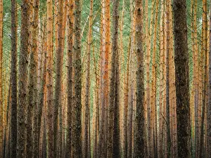Protected Area Conservation Zone Prints: Pine trunks in line and structure