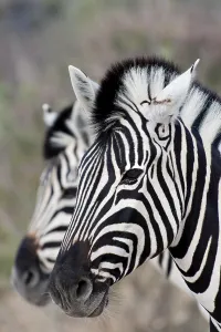 Plains zebra (Equus quagga), wild