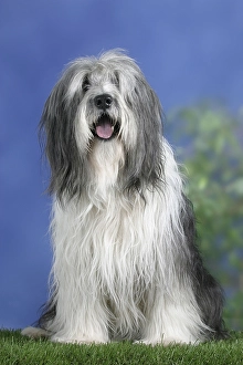 Polish Lowland Sheepdog Print Polski Owczarek Art - Main Image