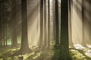 Autumn In Thuringia Germany Prints: Pollwitz Forest, Thuringia