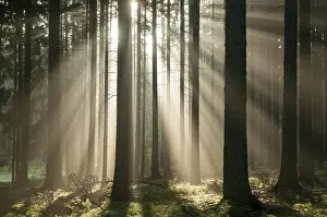 European Autumn Scenery Prints: Pollwitz Forest, Thuringia