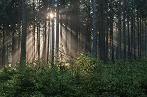 Thuringia Forest Landscape Prints: Pollwitz Forest, Thuringia