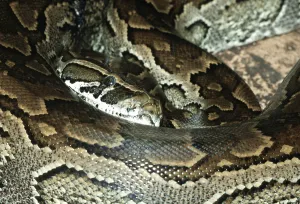 African Rock Python Prints: African african rock python (Python sebae)