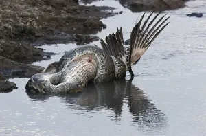 African Rock Python Prints: African Rock Python (Python sebae) constricting White Pelican