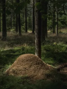 Insect Fauna Prints: Ants on anthills in the forest