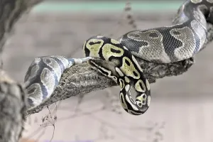 Ball Python Prints: Ball Python or Royal Python (Python regius)