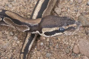 Royal Python Prints: Ball (Royal) python (Python regius)
