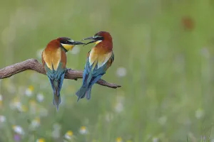 Nest Building Behaviour Prints: Bee-eater, (Merops apiaster), pair
