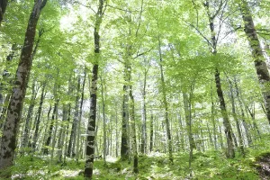 Beech Forest Print - Image of Mature Beech Trees