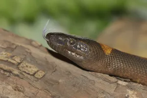 Captive Snake Photography Prints: Bismarck's ring python or bismarck ringed python (Bothrochilus boa) lambent