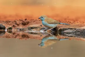 Blue Waxbill Print, Kruger National Park, South Africa