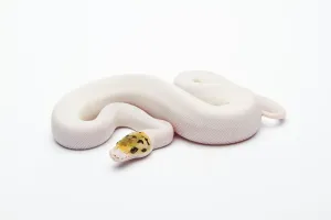 Bumble Bee Piebald Ball Python or Royal Python (Python regius)
