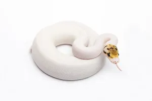 Bumble Bee Piebald Ball Python or Royal Python (Python regius)