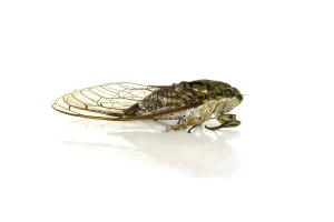True Bug Prints: Cicada on a white background