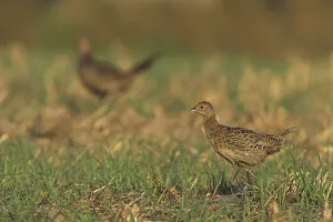 Empty German Countryside Scenes Prints: Common Pheasant (Phasianus colchicus)