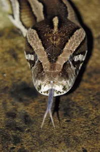 Framed Print : Dark Indian Python Print: Flicking Tongue