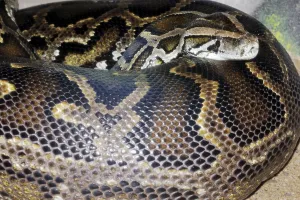 Framed Print : Dark Indian Python (Python molurus bivittatus) Print
