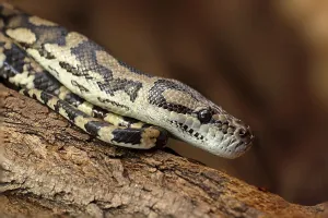 Captive Snake Photography Prints: Diamond python