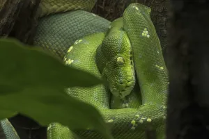 Green Tree Python Prints: Green tree python (Morelia viridis) (Python viridis) curled up in tree