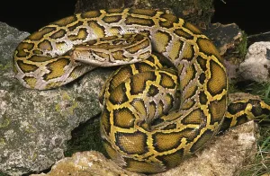 Framed Print : Indian Python (Python molurus) Print Framed Print : Indian Python (Python molurus) Print