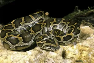 Indian Python (python molurus)