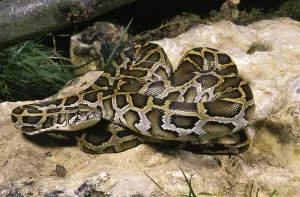 Asian Reptiles Prints: Indian Python (python molurus)