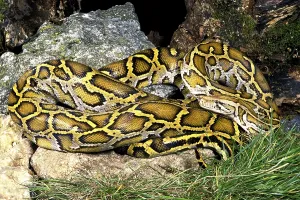 Indian Python (Python molurus) Print