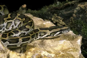 Constrictor Snake Species Prints: Indian python (python molurus)