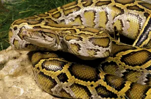 Wild Animal Protection Prints: Indian python (python molurus), adult