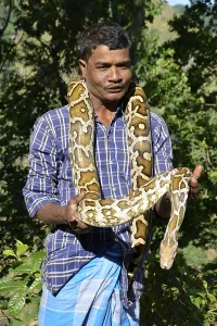 Scaled Reptiles In Nature Prints: Indian python (Python molurus) Sri Lanka