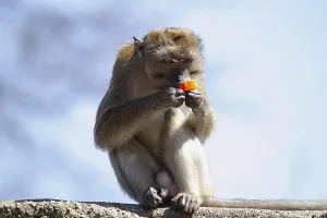 Long Tailed Macaque Prints: Java monkey (Macaca fascicularis)