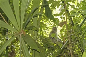 Long Tailed Macaque Prints: Java monkey (Macaca fascicularis)