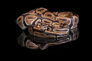Framed Print : King Python Print - Adult Resting