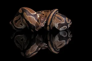 Python Regius Prints: King python, (Python regius), adult