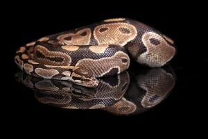 Constrictor Snake Species Prints: King python, (Python regius), adult