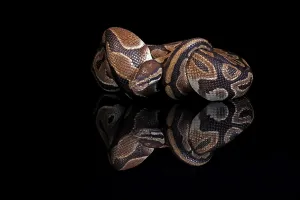Python Regius Prints: King python, (Python regius), adult