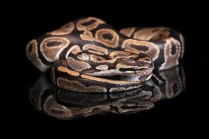 Constrictor Snake Species Prints: King python, (Python regius), adult
