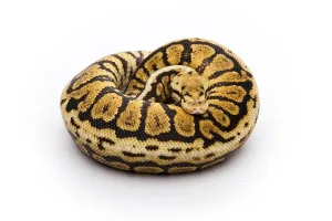 Framed Print : Powerball Ball Python Print Framed Print : Powerball Ball Python Print