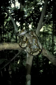 Reticulated Python Prints: Reticulated python (Python reticulatus)