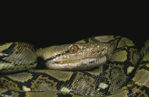 Reticulated Python Prints: Reticulated Python, python reticulatus
