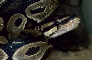 Royal Python Prints: Royal python (Python regius)