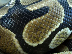 Royal Python Prints: Royal Python (Python regius)