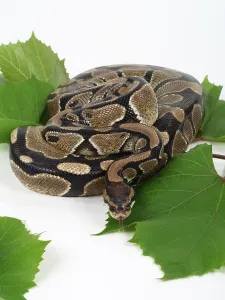 Royal Python Prints: Royal Python (Python regius)