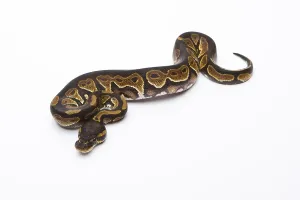 Royal Python (Python regius), Black Head