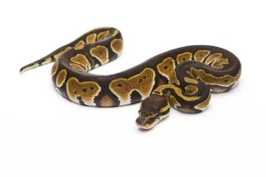 Full Length Animal Images Prints: Royal python (Python regius), Black Head Double Het Albino Ghost